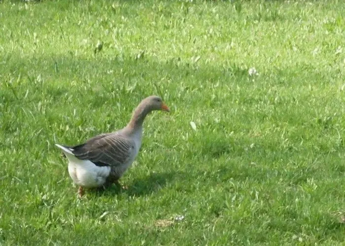 Yourte Atypique Avec Sauna Et Terrasse Privative - Fr-1-589-765 Ferdrupt