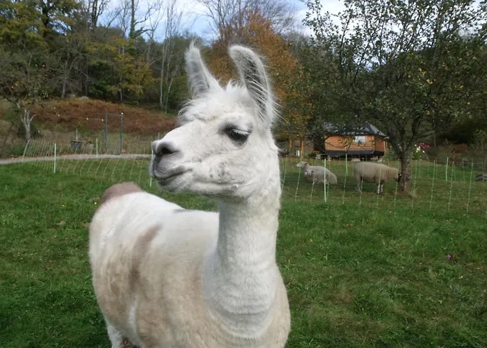 Yourte Atypique Avec Sauna Et Terrasse Privative - Fr-1-589-765 度假居 Ferdrupt